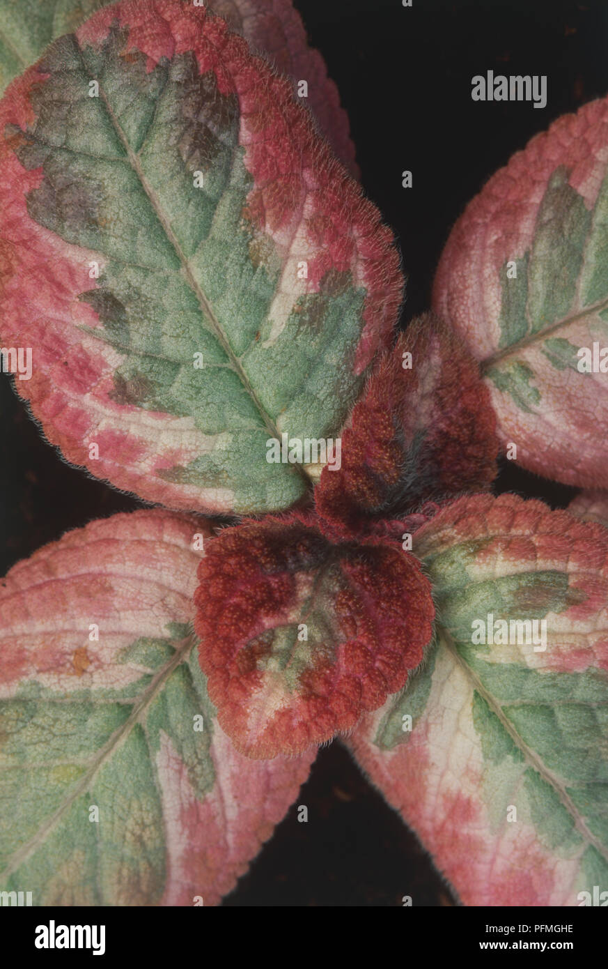 Episcia 'Cleopatra, variegated, red and green leaves of tropical plant Stock Photo