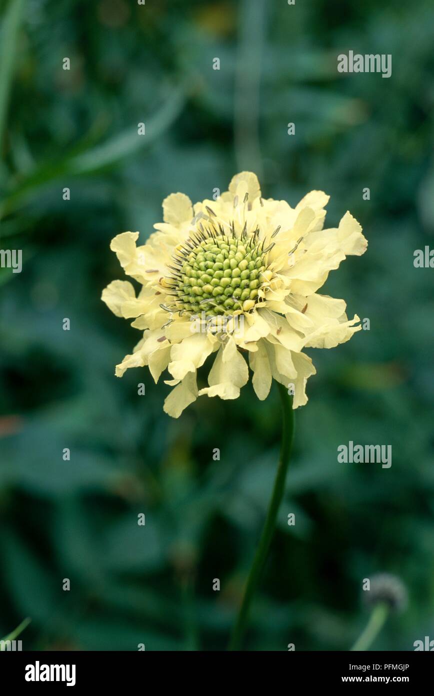 Cephalaria gigantea (Giant Scabious, Yellow Scabious), yellow pin cushion flower head with slight curl to petals Stock Photo