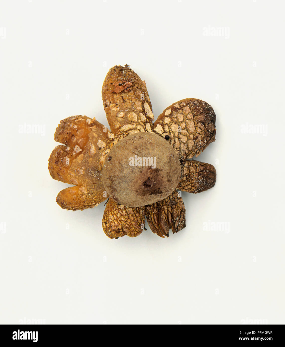 Astraeus hygrometricus (Barometer Earthstar), rare, starshaped fungus