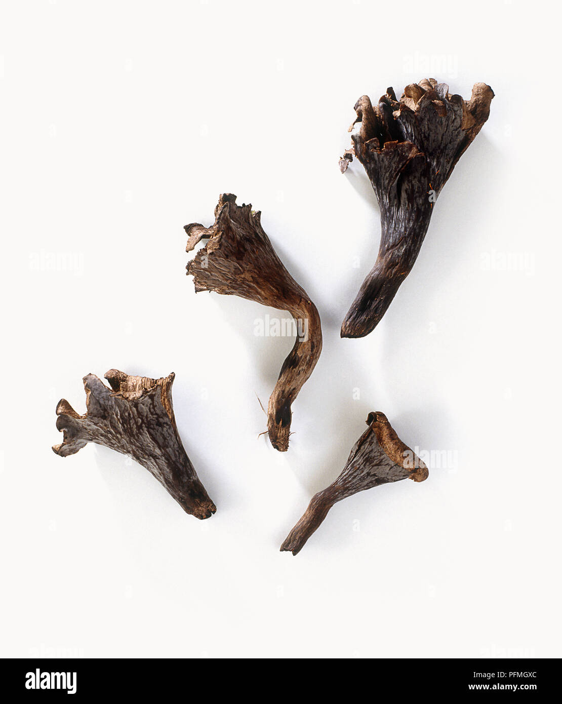 Cantharellus cornucopioides (Horn of plenty), single mushroom Stock Photo