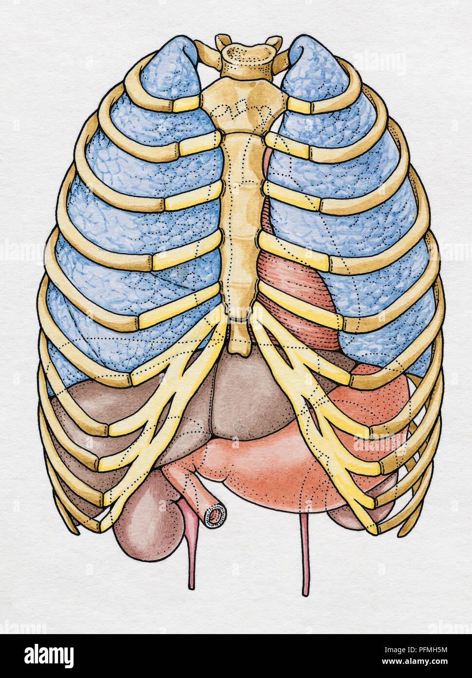Internal Anatomy of Human Ribcage showing Lungs, Liver ...