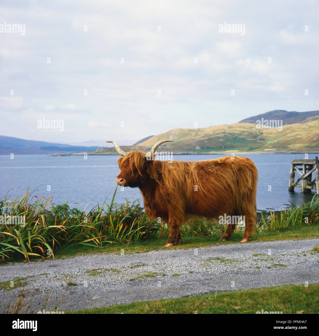Highland cow next to road hi-res stock photography and images - Alamy