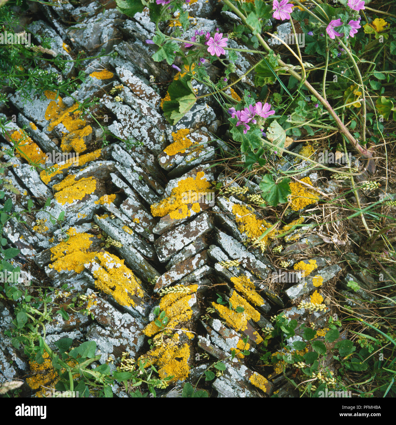Lichen and flowers growing against stone wall. Stock Photo