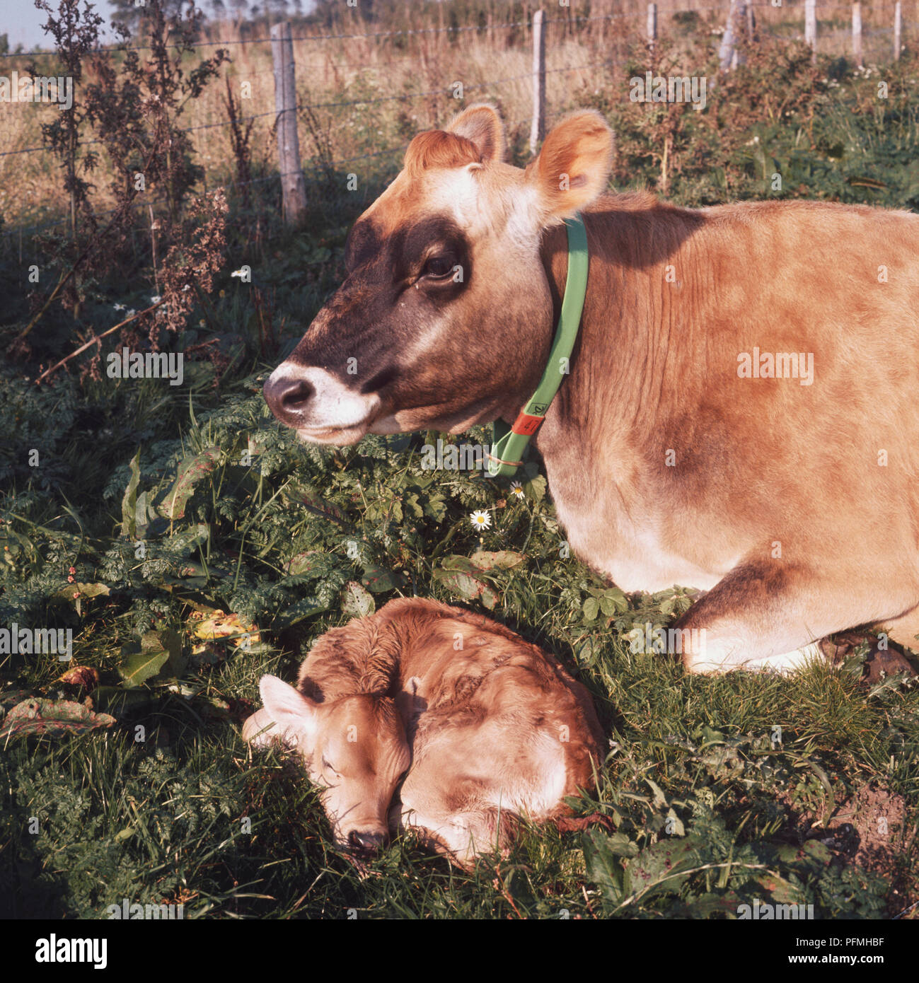 Jersey cow and calf lying down in field Stock Photo - Alamy
