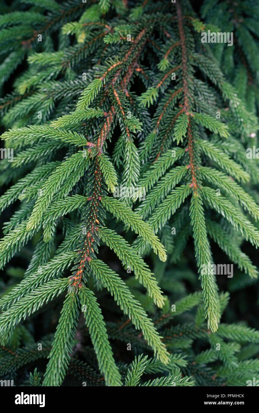 Picea orientalis (Oriental spruce), needle leaves Stock Photo