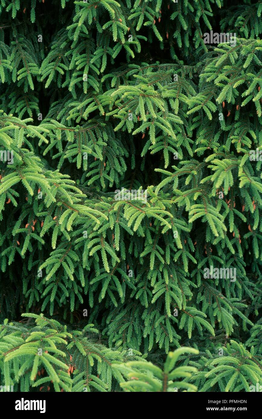 Picea orientalis (Oriental spruce), needle leaves of evergreen tree Stock Photo