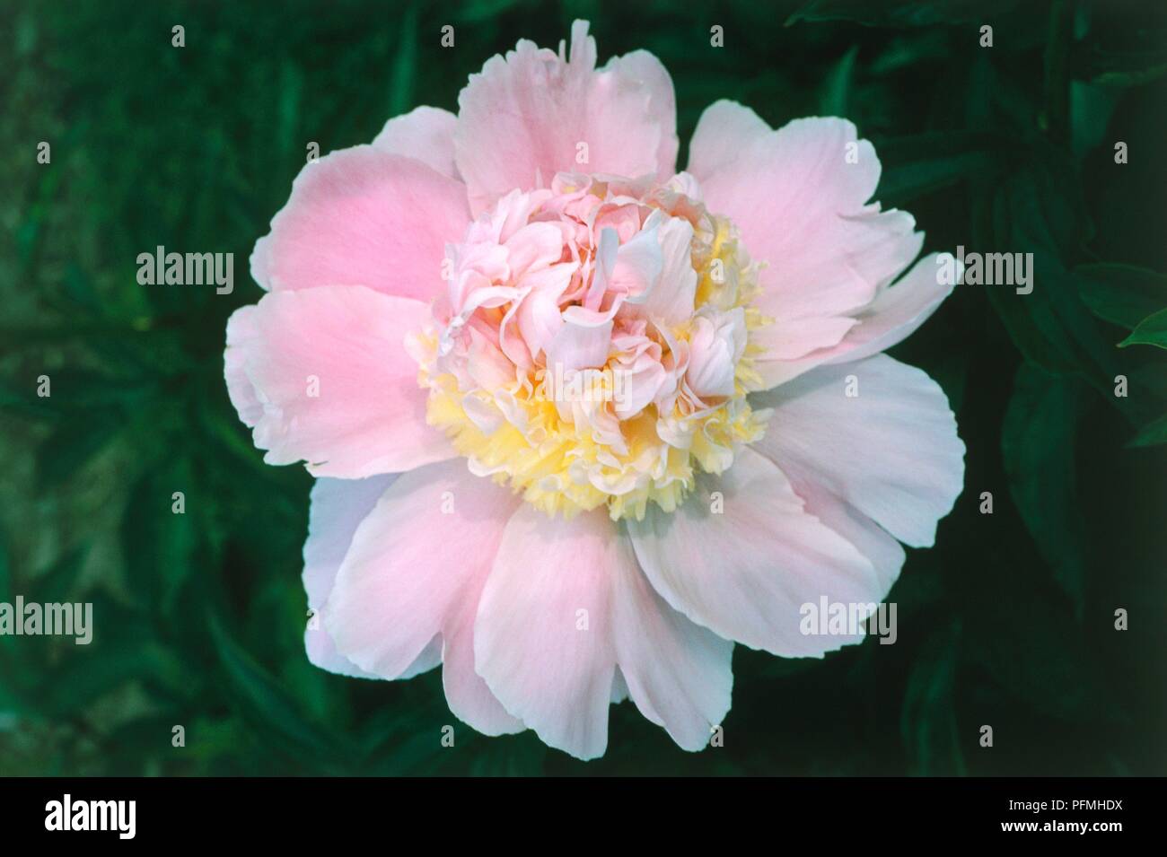 Paeonia 'Pink Lemonade' (Peony), pink, ruffled flower head, close-up ...