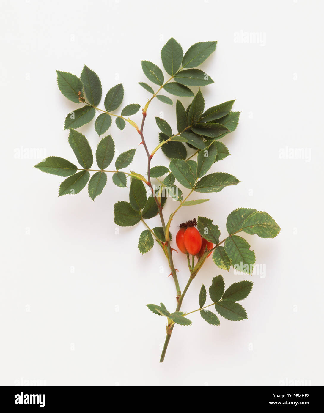 what is dog rose used for