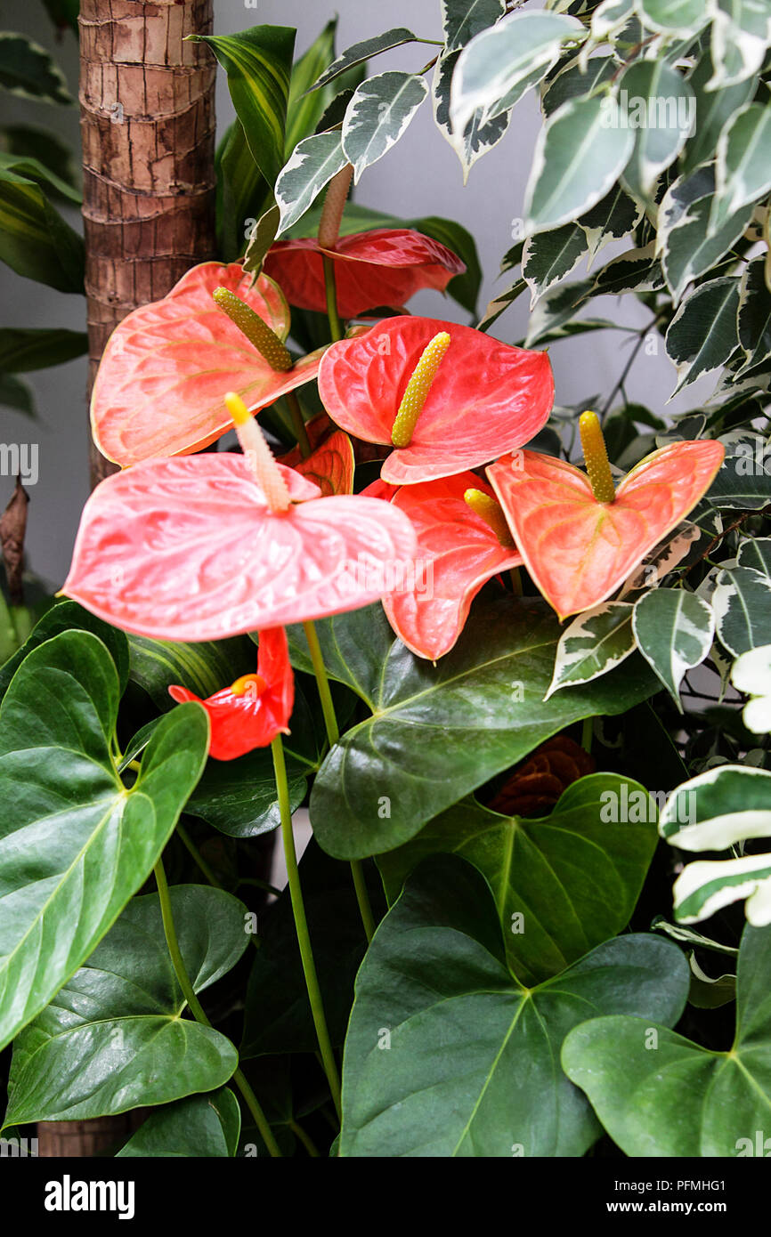 Beautiful Anthuriums displayed internally and in prime condition. Stock Photo