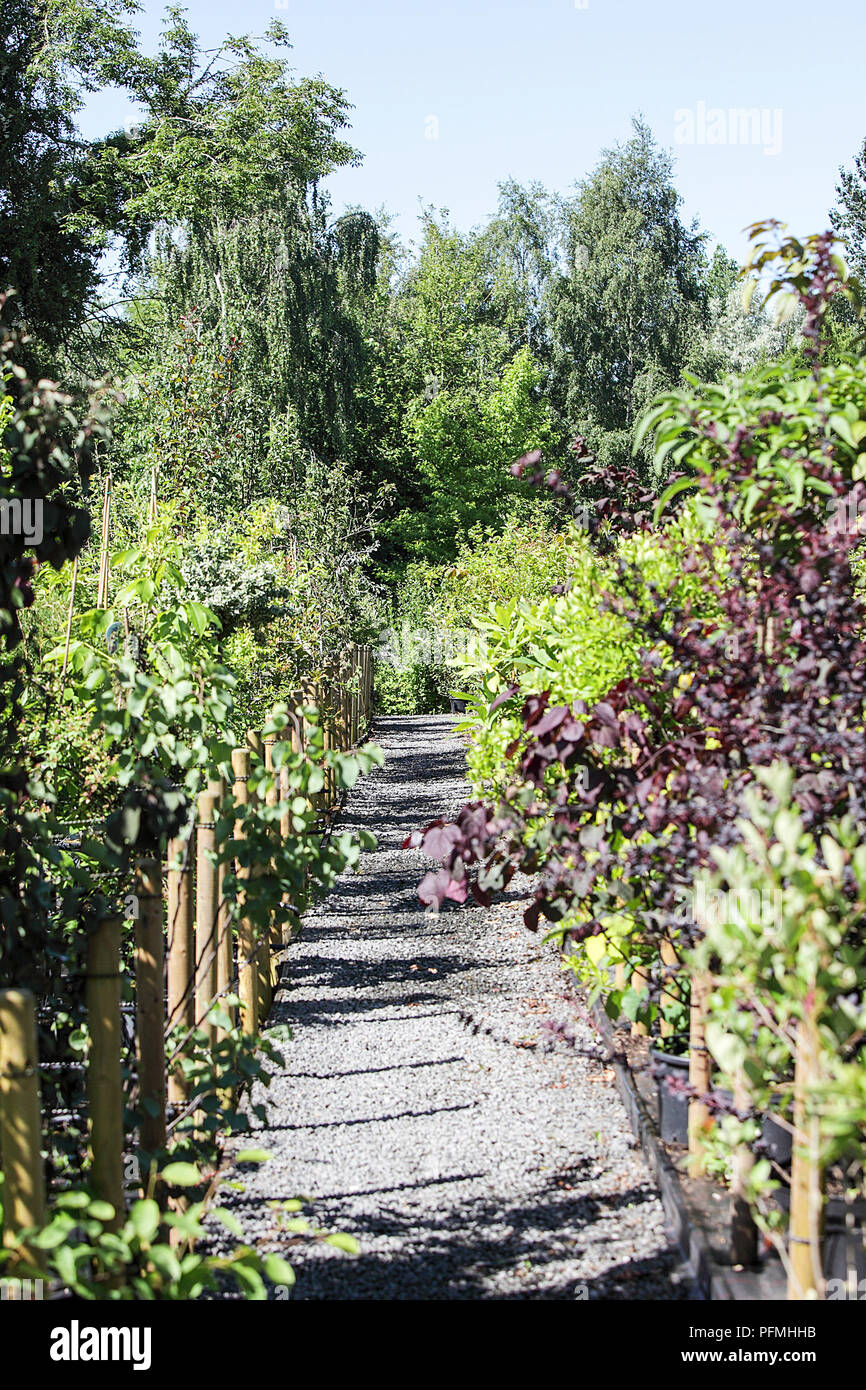 Portrait image of garden centre flowers, tree and shrubs on display and all for sale. Plants
