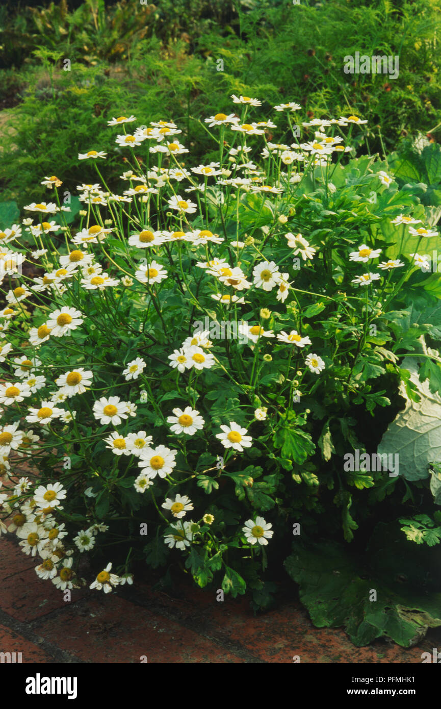 Leaves and white and yellow flowerheads of Tanacetum parthenium (Feverfew) Stock Photo