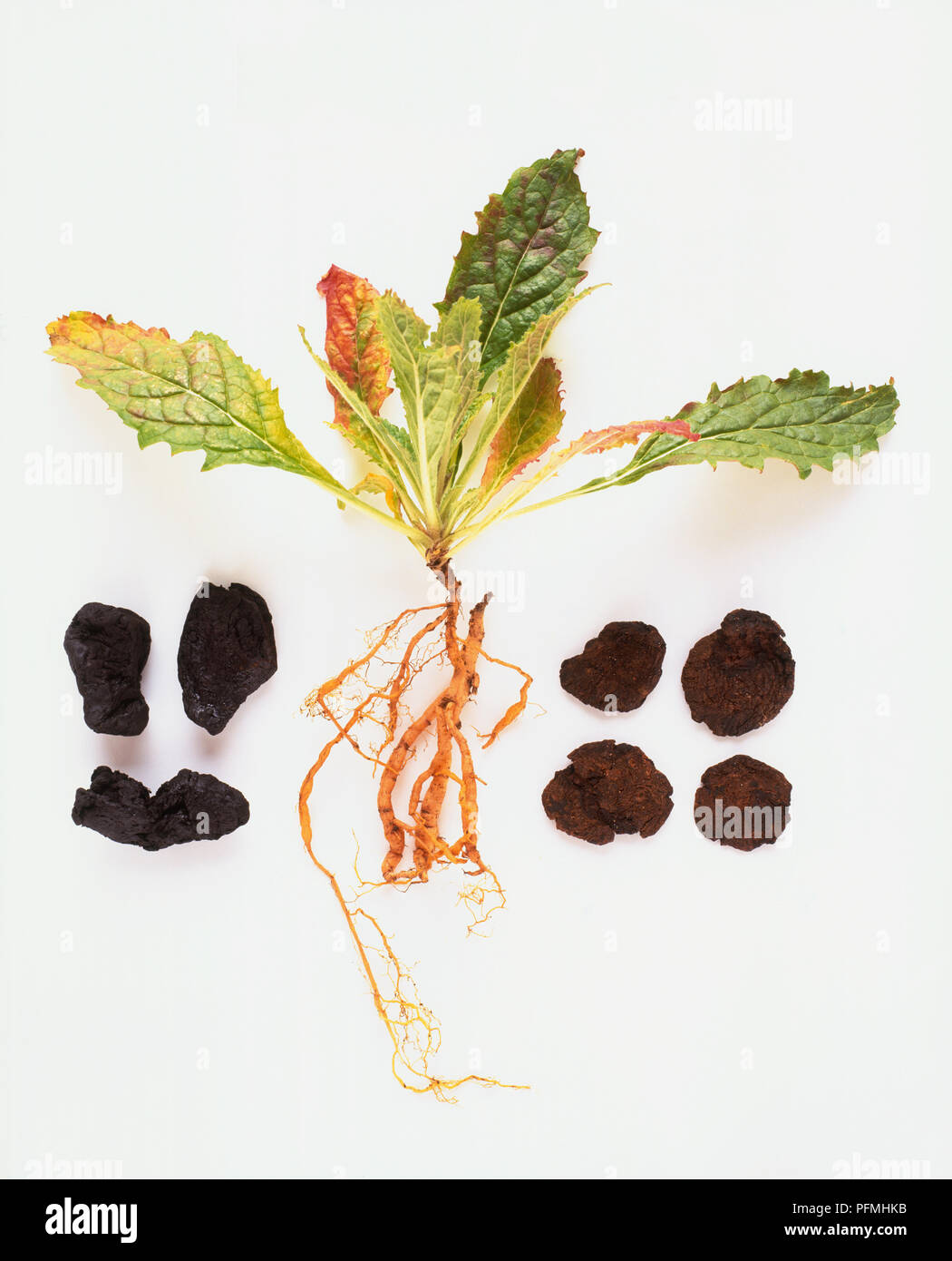 Dried root, fresh root and leaves of Rehmannia glutinosa (Chinese foxglove) Stock Photo