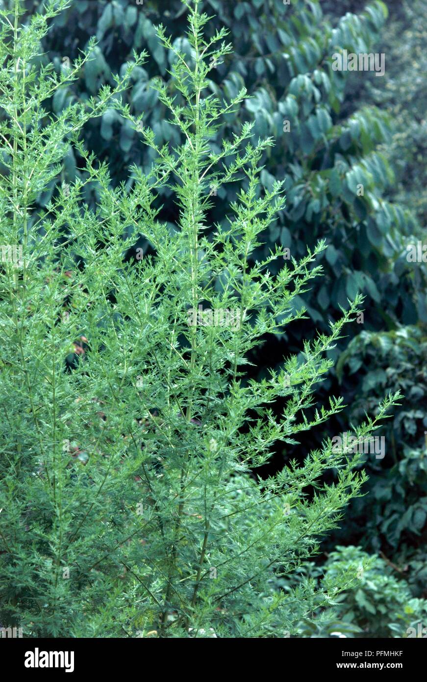 Artemisia annua (Sweet Wormwood) with green leaves and small yellow  flowerheads on stems Stock Photo - Alamy