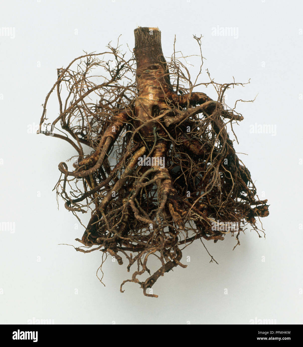 Roots from Eleutherococcus senticosus (Siberian ginseng), close-up Stock Photo