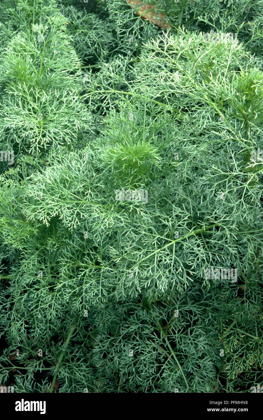 Green leaves of Ammi visnaga, also known as Daucus visnaga (Visnaga or Khella) Stock Photo