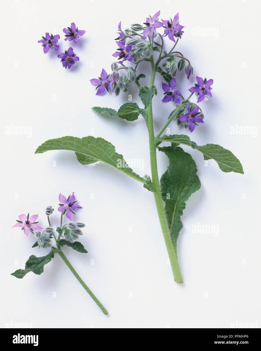 Borago officinalis stem bearing green leaves, cymes of blue flowers and buds Stock Photo