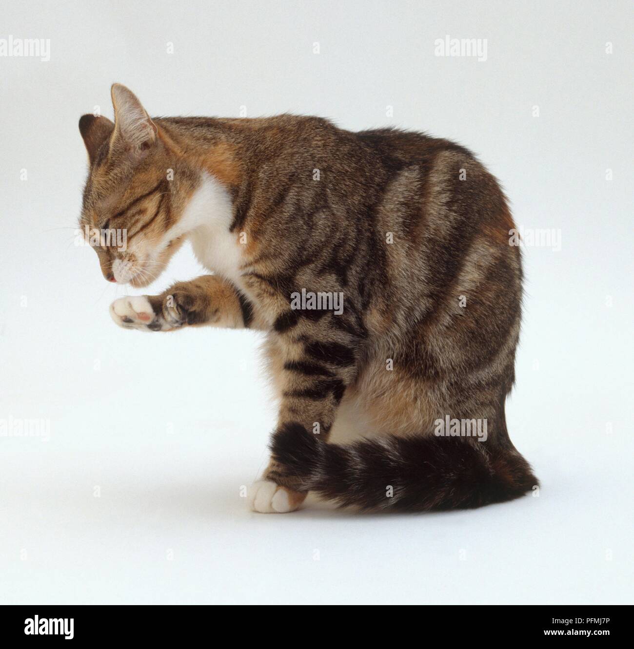 Brown and white cat licking itself clean, side view Stock Photo Alamy