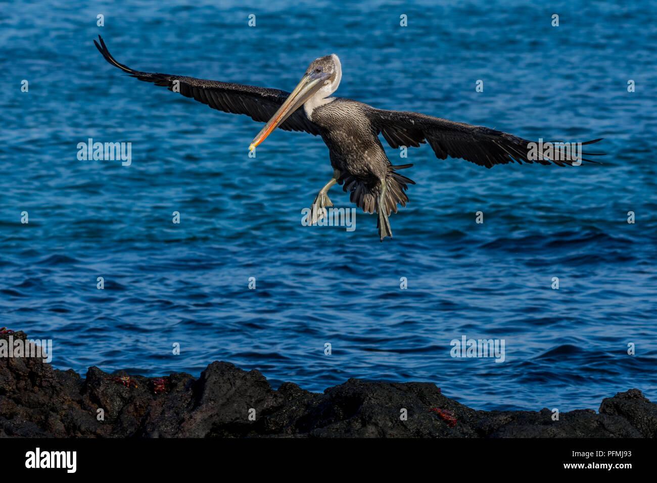 Brown pelican (Pelecanus occidentalis) coming in for a landing on black lava rock in the Galapagos Islands, Ecuador. Stock Photo