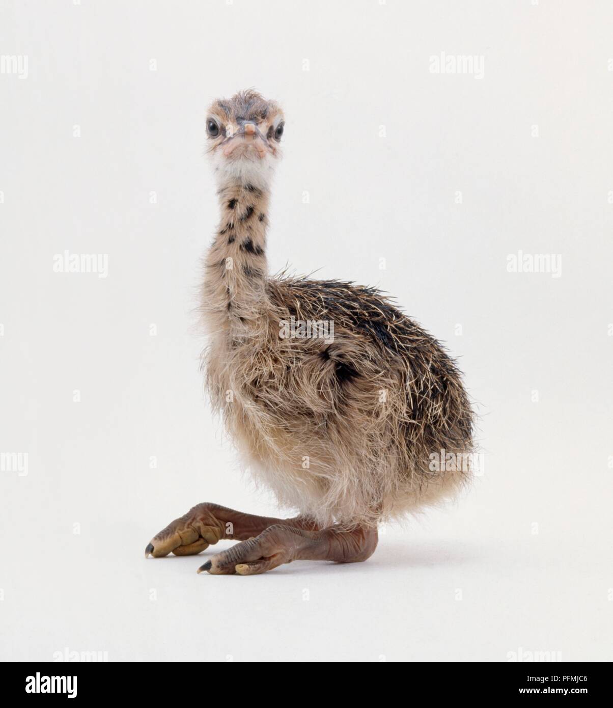 Three day old Ostrich (Struthio camelus) chick with large feet and long neck Stock Photo