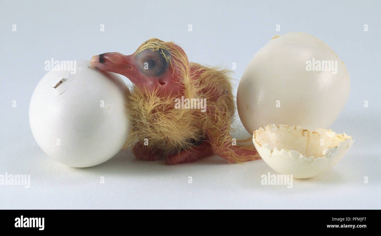 White Pigeon Egg Chick Hatching Next To New Hatchling Stock Photo Alamy White Pigeon Egg Chick Hatching Next To New Hatchling Stock Photo Alamy