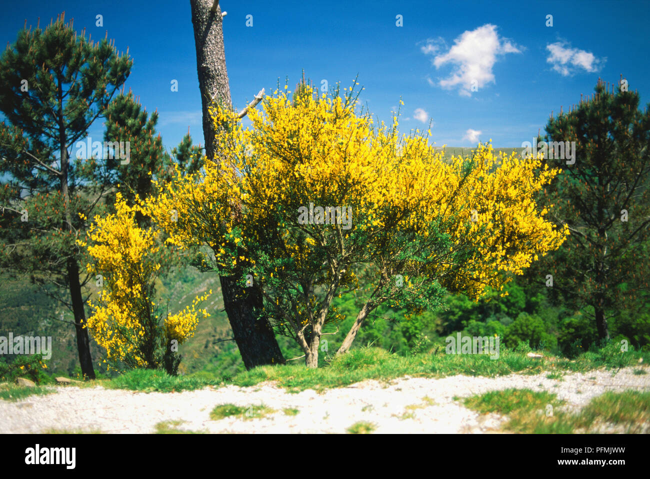 Broom in Peneda mountains in Portugal Stock Photo Alamy