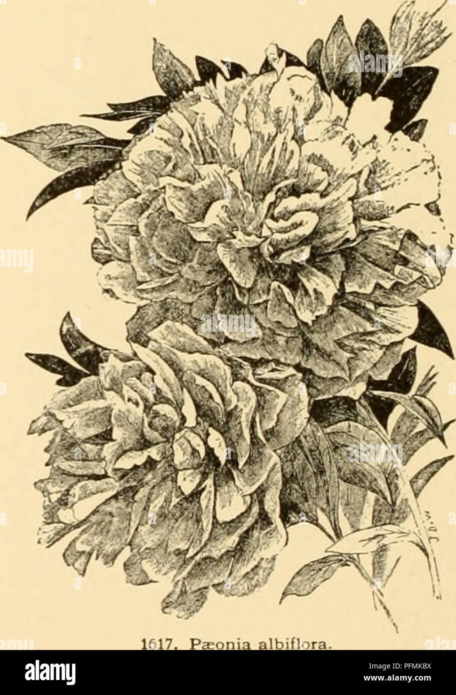. Cyclopedia of American horticulture : comprising suggestions for cultivation of horticultural plants, descriptions of the species of fruits, vegetables, flowers, and ornamental plants sold in the United States and Canada, together with geographical and biographical sketches. Gardening; Horticulture; Horticulture; Horticulture. INDEX. alba-plena, 6. Double Anemone- Old Double Flesh- albiflora, 3. fld. Red. 6. White, 6. amaranthescens, 8. Double Anemone- Otto Froebel, 6. Andersonii, 10. fld. Rose, 6. PallasU, 7, anemoneflora, 6. edxdis, 3. papaveraeea, 1. anomala, 5. elatior, 7. paradoxa, 9. a Stock Photo