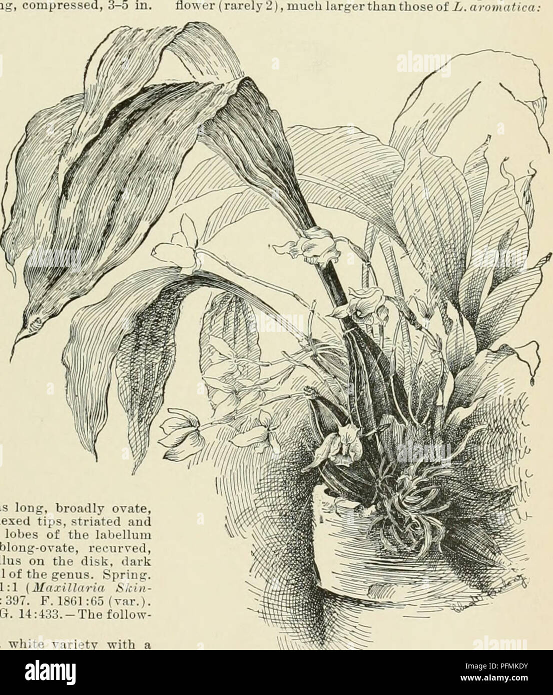 . Cyclopedia of American horticulture, comprising suggestions for cultivation of horticultural plants, descriptions of the species of fruits, vegetables, flowers, and ornamental plants sold in the United States and Canada, together with geographical and biographical sketches. Gardening. LYCASTE crenulate; callus tongue-shaped, coucave. Often the pai-ts of the tlowei- are more or less spotted and hairy in places. July, Aug. Colombia. Gt. 1321. 5. lanipes, Lindl. Pseudobulbs large: Ivs. lanceo- late, 12-18 in. long: fls. solitary, as many as 15 on a plant, creamy white; sepals and petals oblong- Stock Photo