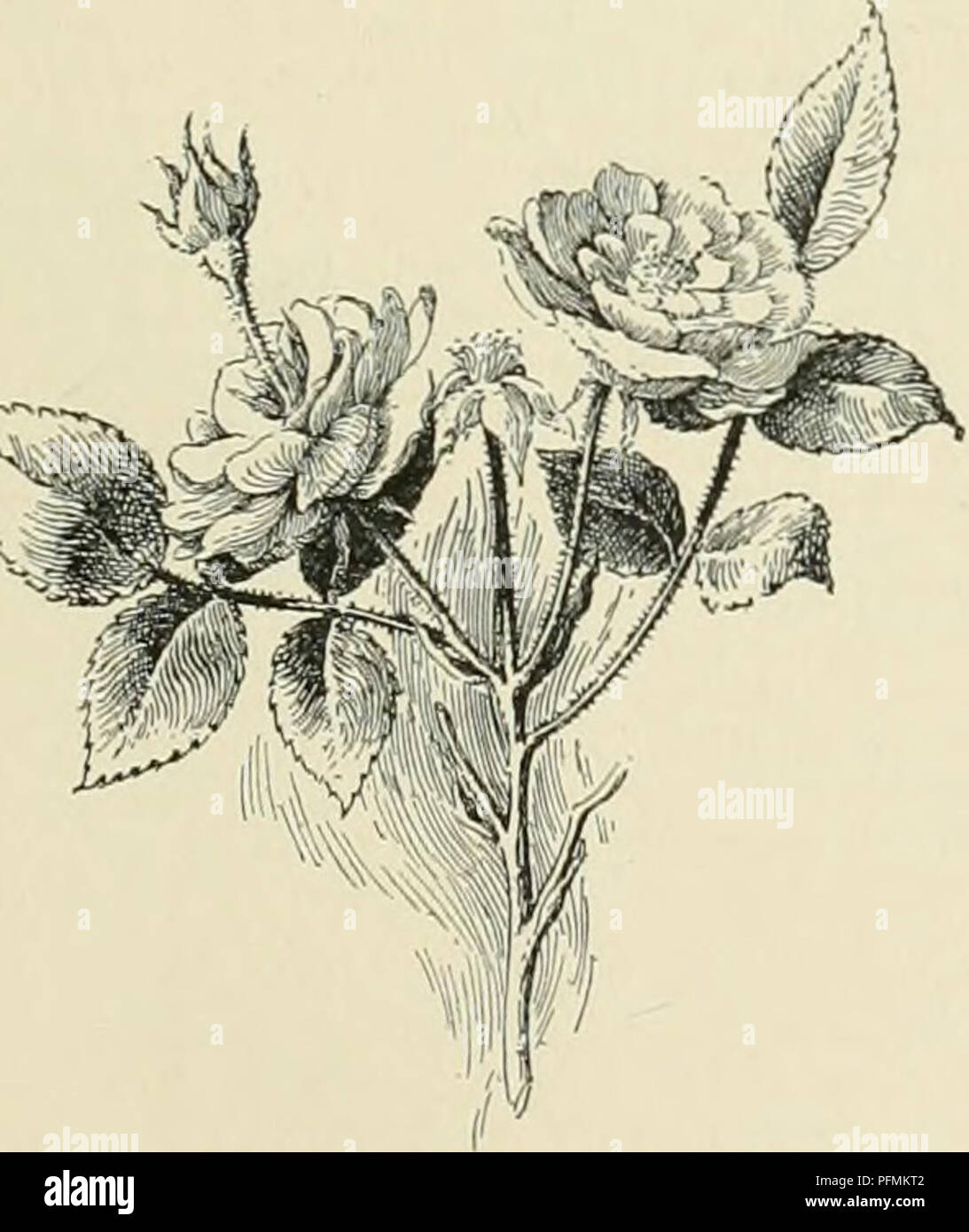 . Cyclopedia of American horticulture, comprising suggestions for cultivation of horticultural plants, descriptions of the species of fruits, vegetables, flowers, and ornamental plants sold in the United States and Canada, together with geographical and biographical sketches. Gardening. TERATOLOGY mon on conifers (especially Abies) ami some deciduous trees. Similar deformations are sometimes due to in- sect agency, or to unknown causes. For example, a simple inflorescence may develop flower-clusters instead of single flowers, e g , m the common plantain i Piohfetation is continued .,1 Hth of t Stock Photo