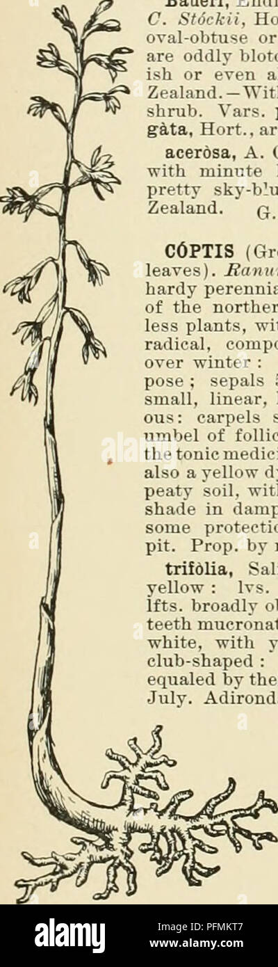 . Cyclopedia of American horticulture, comprising suggestions for cultivation of horticultural plants, descriptions of the species of fruits, vegetables, flowers, and ornamental plants sold in the United States and Canada, together with geographical and biographical sketches. Gardening. AA. Neck of bulb long: perianth tube short. peduncnl&amp;ta, Herb. Giant Faiby Lily. More robust than C. Dnimmoyidli: bulb with a longer neck, 2-3 in. long: Ivs. about 6, 1 ft. long, % in. broad : peduncle about 1 ft.long : spathe 1-2-valved at the tip: perianth tube shorter, IKin. long : limb nearlv as long as Stock Photo