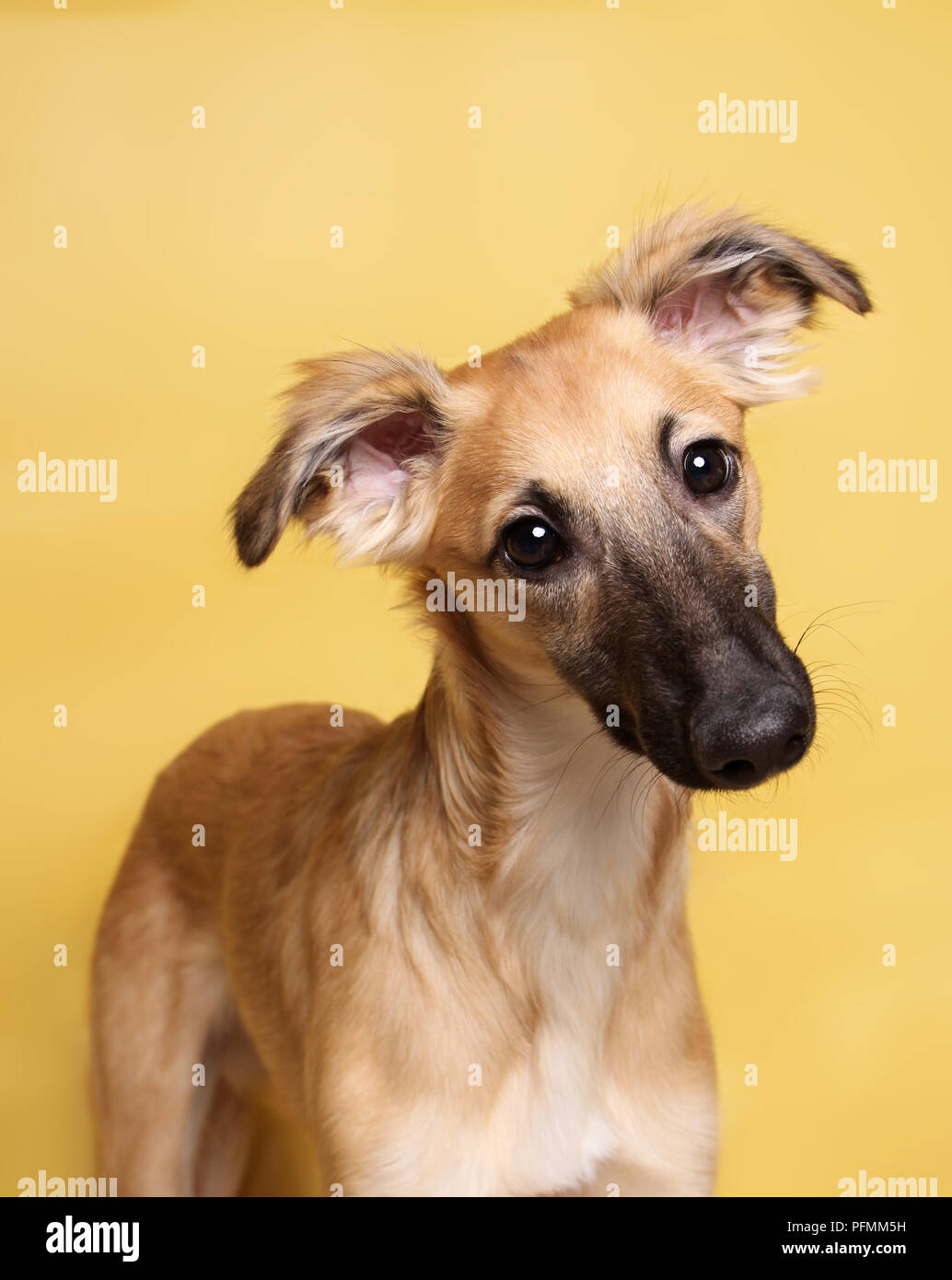 Silken Windsprite, young dog, 5 months, animal portrait, faithful look, yellow background, studio shot, Germany Stock Photo