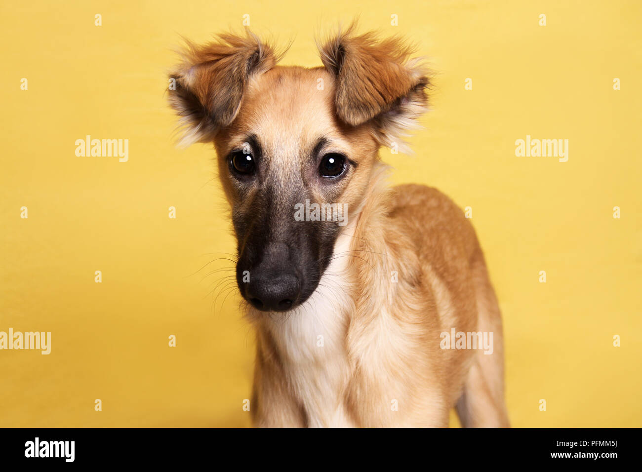 Silken Windsprite, young dog, 5 months, animal portrait, faithful look, yellow background, studio shot, Germany Stock Photo