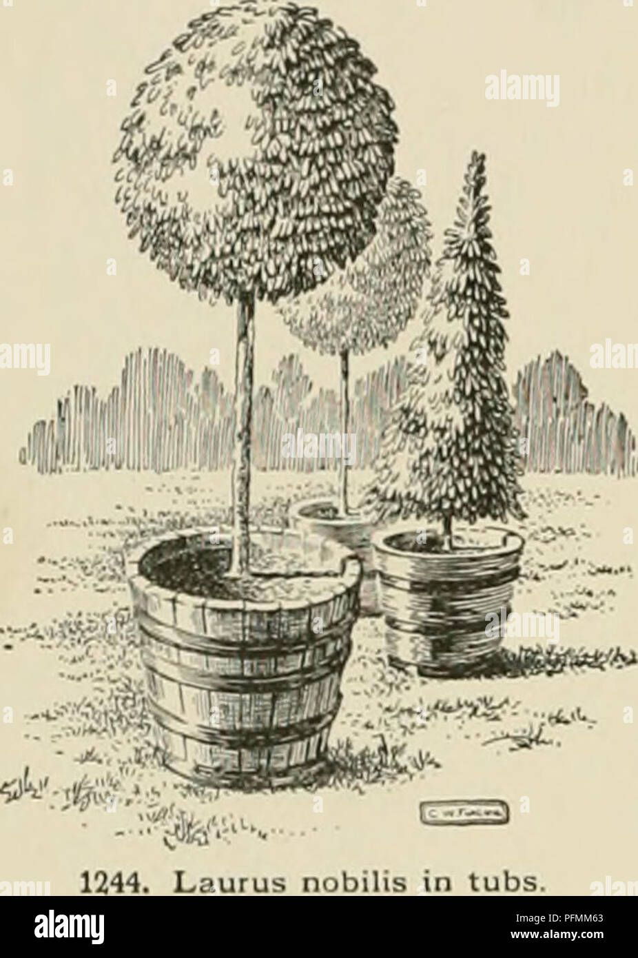 . Cyclopedia of American horticulture, comprising suggestions for cultivation of horticultural plants, descriptions of the species of fruits, vegetables, flowers, and ornamental plants sold in the United States and Canada, together with geographical and biographical sketches. Gardening. 890 LAURUS ferred to Laurus, but with the exception of two. these species are now placed in other genera. These two true Lauruses are L. nobilis, Linn, (the subject of this sketch), and L. Canariensis, Webb &amp; Berth., of the Canary Islands. The fls. are dicecious or perfect, small and inconspicuous, in small Stock Photo
