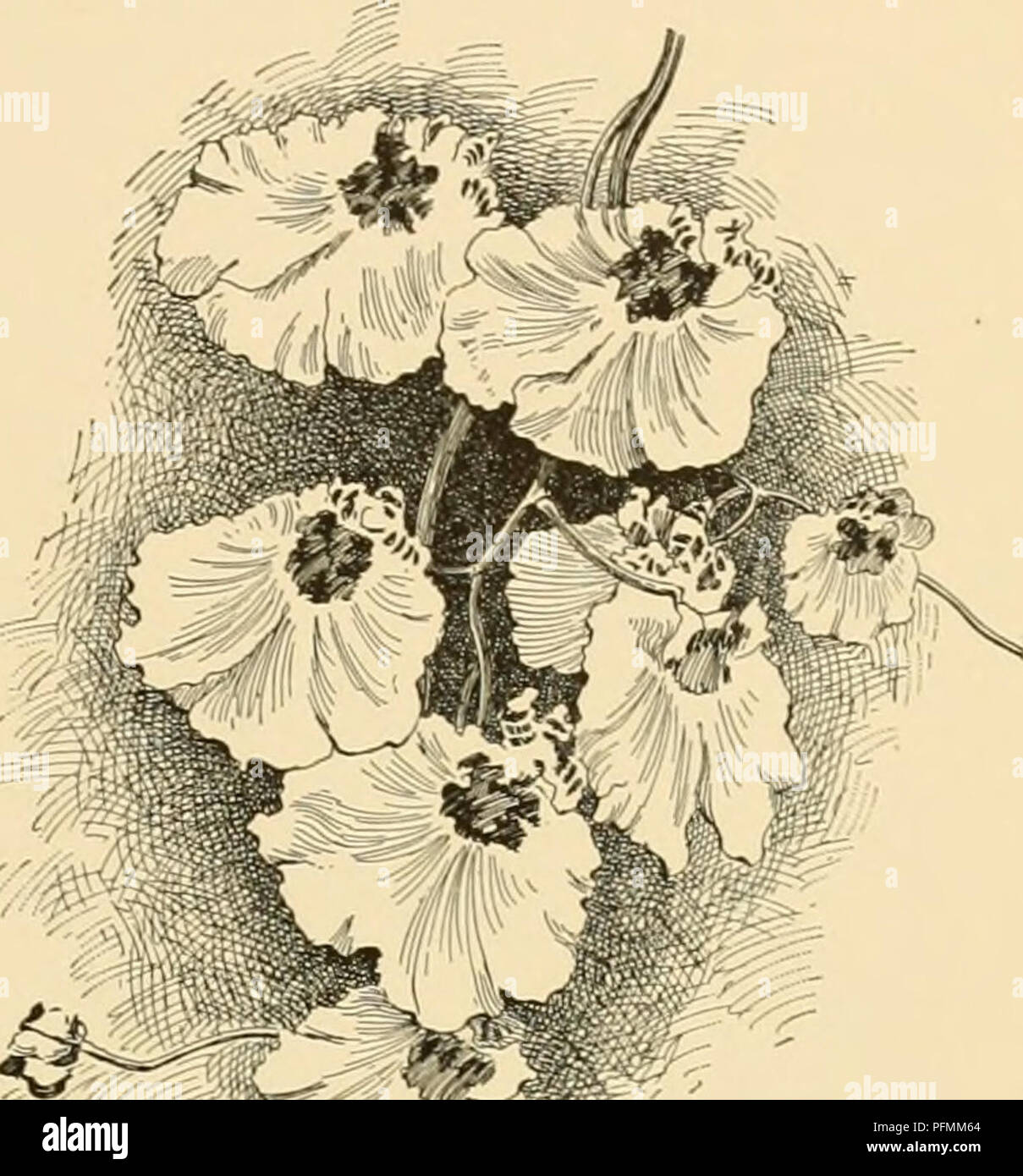 . Cyclopedia of American horticulture : comprising suggestions for cultivation of horticultural plants, descriptions of the species of fruits, vegetables, flowers, and ornamental plants sold in the United States and Canada, together with geographical and biographical sketches. Gardening; Horticulture; Horticulture; Horticulture. ONCIDIUM 6. MarshaUiJLnum, Reichb. f. Pseudobulbs ovoid, 2-4 in. long: Ivs. narrowly oblong, G-8 in. long: fls. nu- merous, 2% in. across, borne on a stout panicle 1-2 ft. high; the upper sepals oblong apiculate, the lateral ones united, yellow, with purplish bands pet Stock Photo
