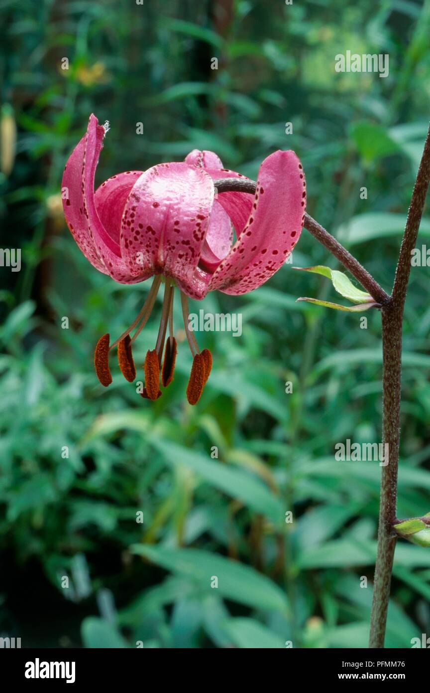 Flower head of Lilium martagon (Turk's cap lily), close-up Stock Photo