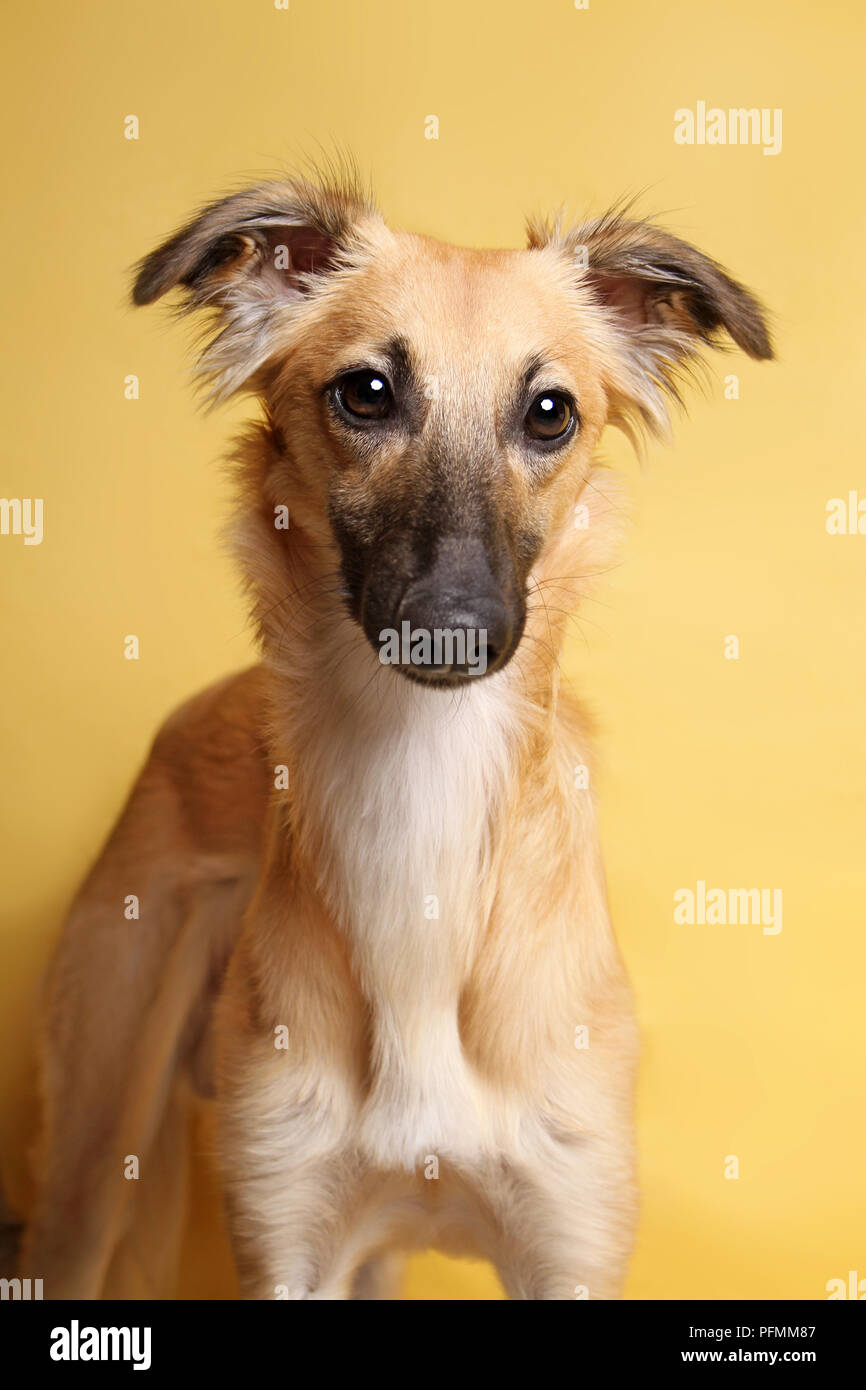 Silken Windsprite, young dog, 9 months, animal portrait, faithful look, yellow background, studio shot, Germany Stock Photo