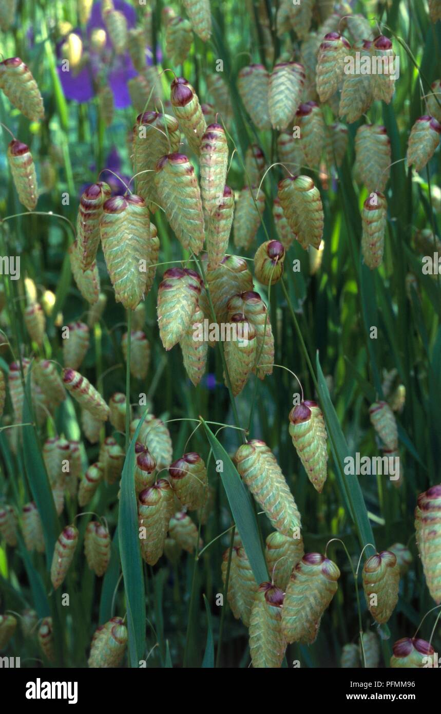Briza maxima (Large quaking grass), close-up Stock Photo