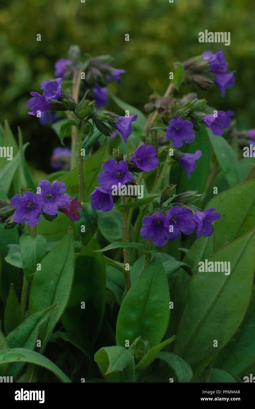 Blue flowers and green leaves from Pulmonaria angustifolia subsp azurea (Blue cowslip) Stock Photo