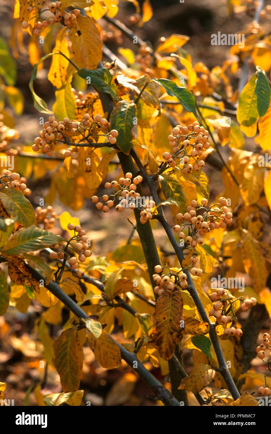 Cotoneaster frigidus 'Fructu Luteo', tree bearing yellow berries, autumn Stock Photo