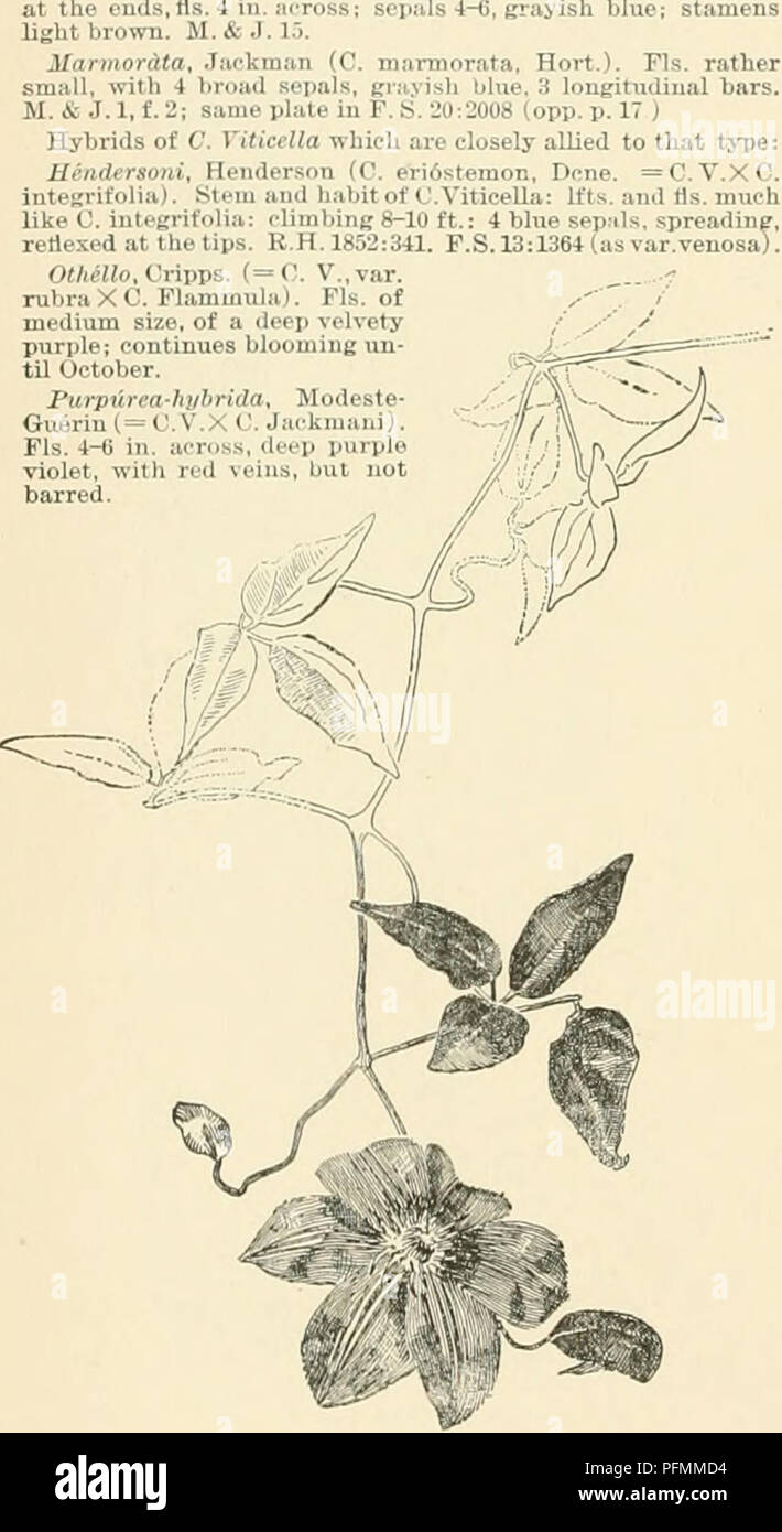 . Cyclopedia of American horticulture, comprising suggestions for cultivation of horticultural plants, descriptions of the species of fruits, vegetables, flowers, and ornamental plants sold in the United States and Canada, together with geographical and biographical sketches. Gardening. 66Z CLEMATIS BB. Styles of fr. usually rather short, often becoming plumose, but not so much as in B.â Viticella Section. c. Climbing plants, u. Fts. large, expanded when mature. 18. Viticella, Linn. Climbinfr 8-12 ft.: Ivs. some times entire, but ii-ii:illv riiri.ir ri i^tn :'. nearly entirt Ifts.: fls. l%-2 i Stock Photo