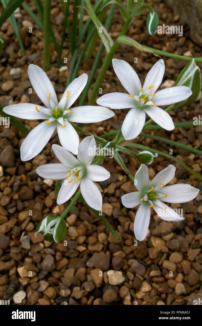 White flowers of Ornithogalum umbellatum (Star of Bethlehem), close-up Stock Photo
