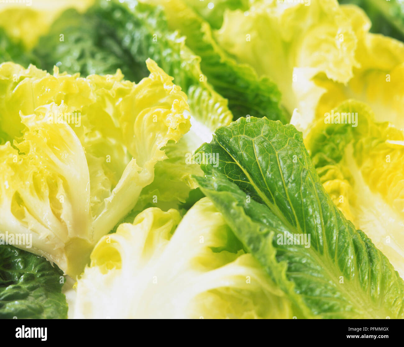 Food image of cos lettuce hi-res stock photography and images - Alamy