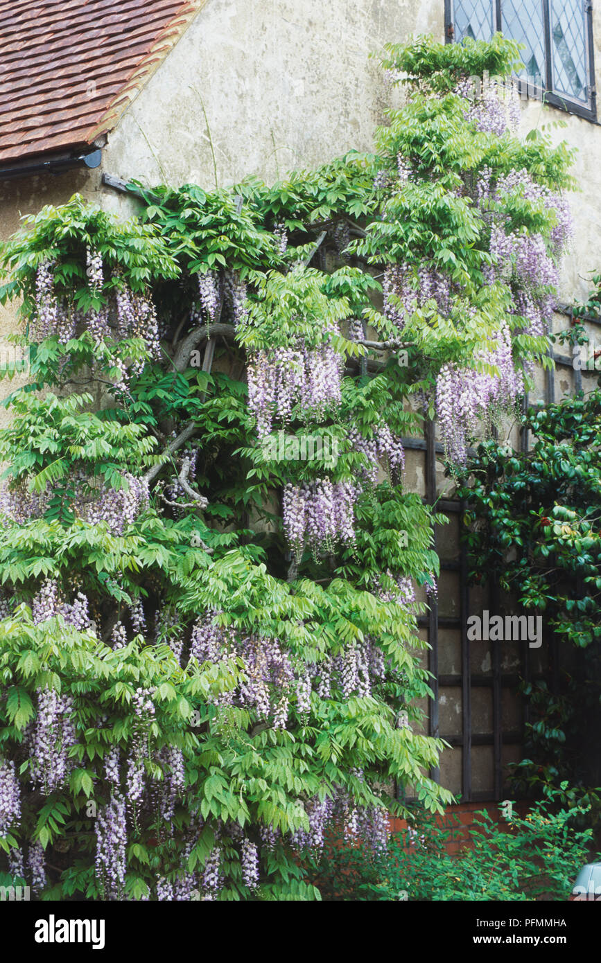 Wisteria on the side of a house Stock Photo