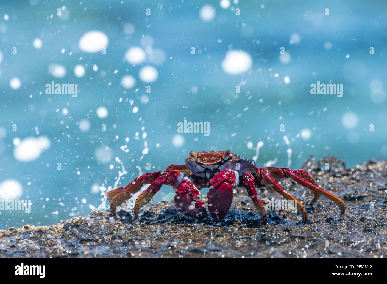 Red rock crab (Grapsus adscensionis) on wet rock, Tenerife, Canary Islands, Spain Stock Photo