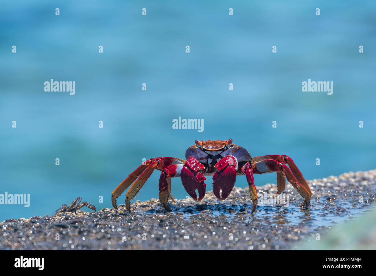 Red rock crab (Grapsus adscensionis) on wet rock, Tenerife, Canary Islands, Spain Stock Photo