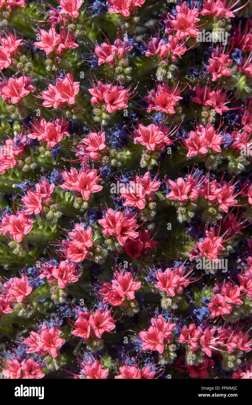 Blooming Echium wildpretii (Echium wildpretii), detail, Las Cañadas del Teide National Park, Tenerife, Canary Islands, Spain Stock Photo