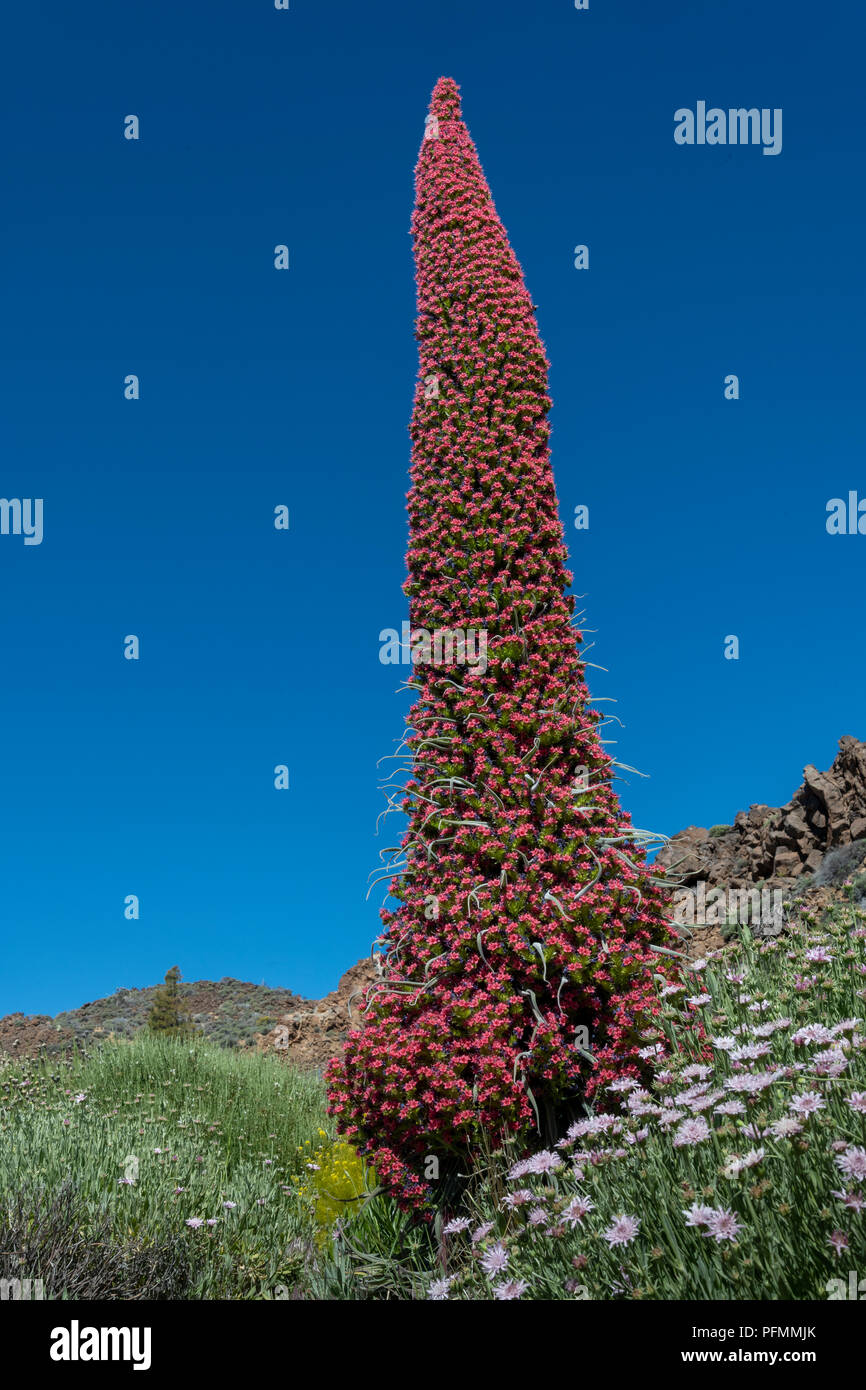 Blooming Echium wildpretii (Echium wildpretii), Las Cañadas del Teide National Park, Tenerife, Canary Islands, Spain Stock Photo