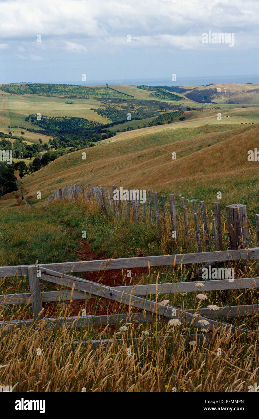 New Zealand, North Island, wild flowers, wooden fencing and rolling hills of the Northland landscape. Stock Photo