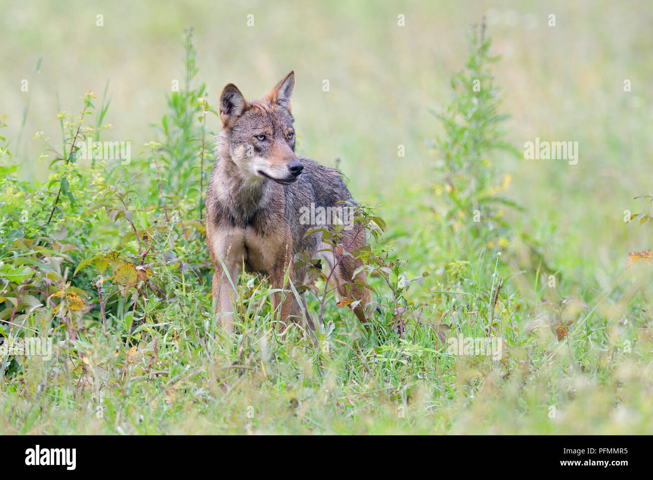 Eurasian Wolf (Canis lupus lupus) stands in a meadow, Hohen Tatra National Park, Slovakia Stock Photo