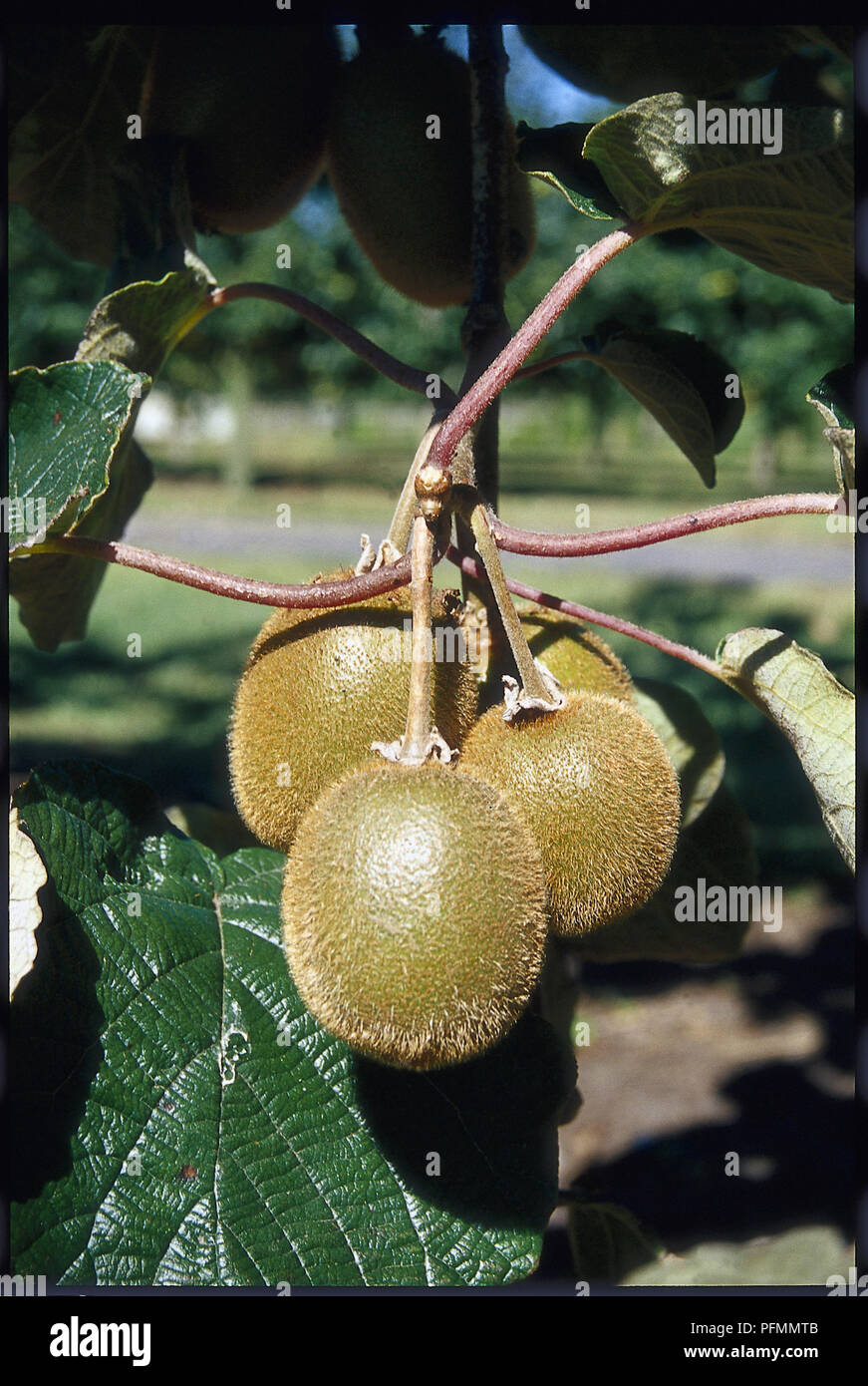 plant and food research te puke