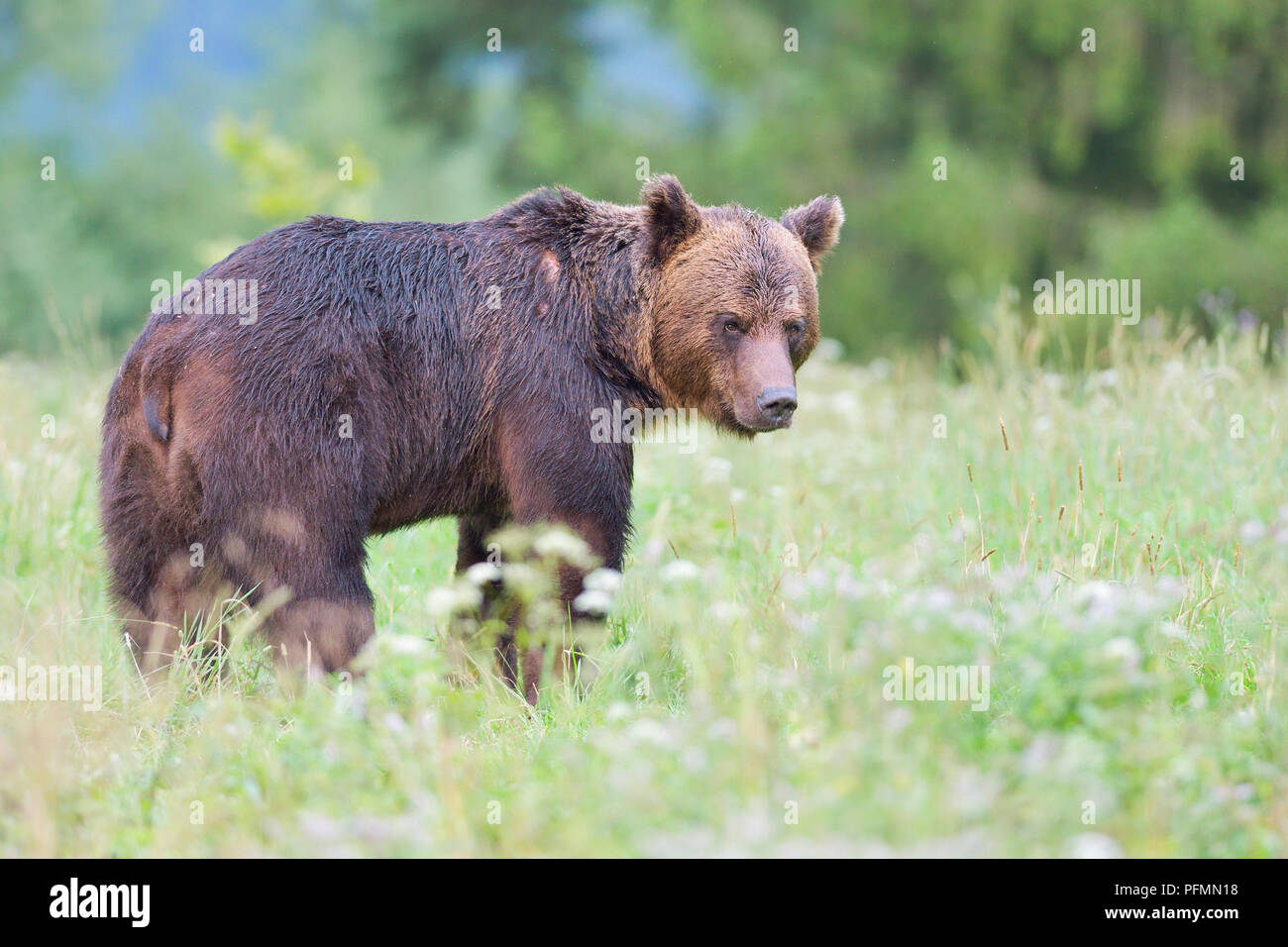 European brown bear (Ursus arctos arctos), male stands in meadow, Carpathians Forests, Slovakia Stock Photo